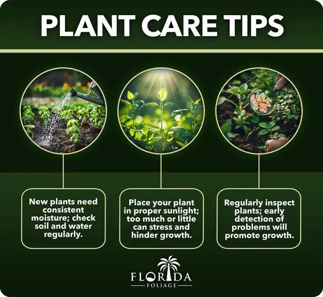 Alt view image 6 of 6 - Podocarpus Macrophyllus Japanese Yew | 50 Live Plants | Podocarpus macrophyllus | Privacy Hedge Shrub | Evergreen Landscaping Plants for Gardens & Borders