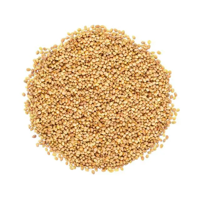 Alt view image 3 of 6 - Organic Clover Seeds for Sprouting, 15 Pounds Non-GMO, Pure, Vegan, Kosher, Bulk. Edible Seeds. Rich in Vitamins, Minerals, Fiber. Great for Growing Sprouts, Microgreens. High Germitation Rate
