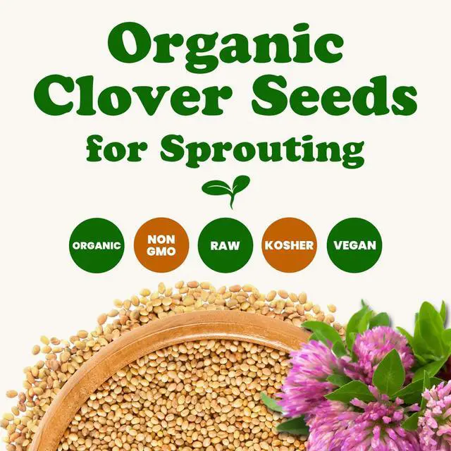 Alt view image 4 of 6 - Organic Clover Seeds for Sprouting, 15 Pounds Non-GMO, Pure, Vegan, Kosher, Bulk. Edible Seeds. Rich in Vitamins, Minerals, Fiber. Great for Growing Sprouts, Microgreens. High Germitation Rate