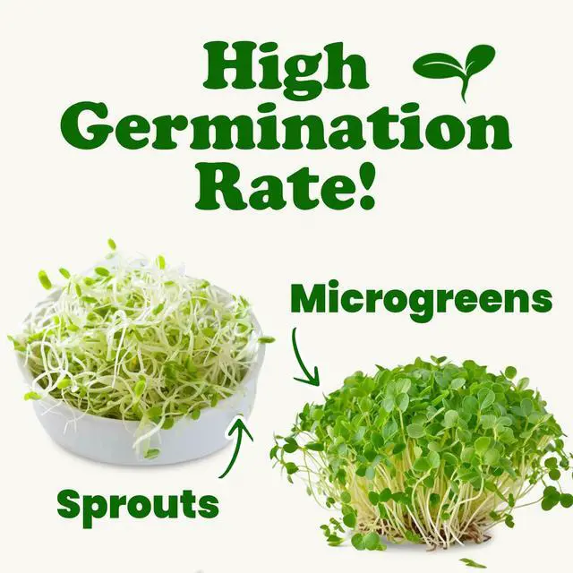 Alt view image 6 of 6 - Organic Clover Seeds for Sprouting, 15 Pounds Non-GMO, Pure, Vegan, Kosher, Bulk. Edible Seeds. Rich in Vitamins, Minerals, Fiber. Great for Growing Sprouts, Microgreens. High Germitation Rate