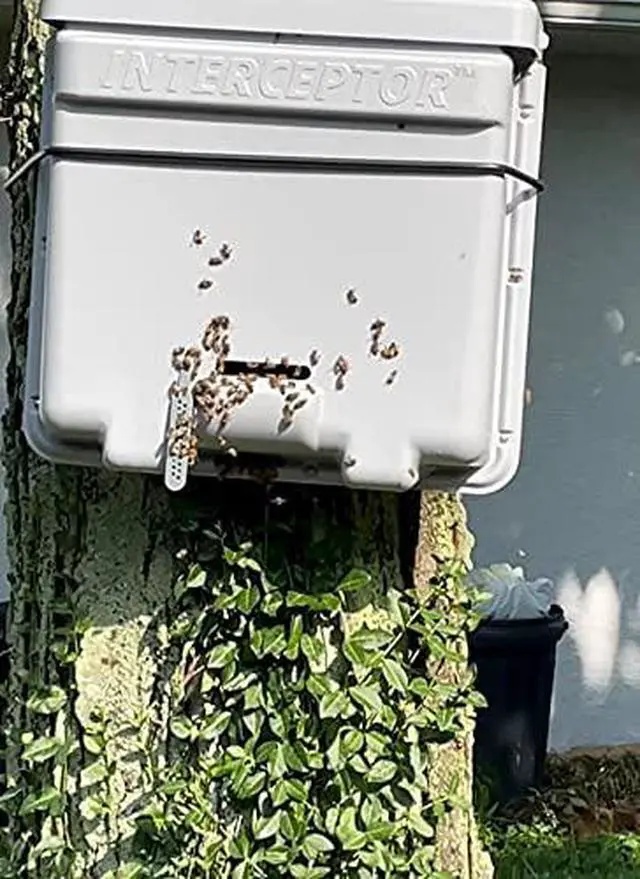Alt view image 4 of 6 - PRO Honeybee Swarm Trap - NO FRAMES -UNASSEMBLED (10 minute assembly) - Also includes tree strap & hooks