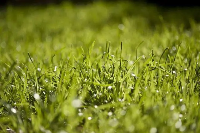 Alt view image 3 of 6 - Pennington Signature Series Tall Fescue Blend Blue Tag 50 lb Grass Seed Partial Sun