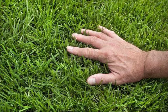 Alt view image 5 of 6 - Pennington Signature Series Tall Fescue Blend Blue Tag 50 lb Grass Seed Partial Sun