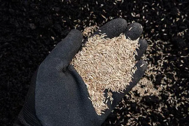 Alt view image 6 of 6 - Pennington Signature Series Tall Fescue Blend Blue Tag 50 lb Grass Seed Partial Sun