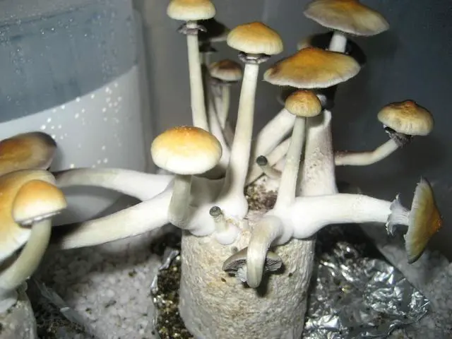Alt view image 4 of 6 - 12 Jars Mushroom Growing Kit Ultimate Fast Automated Cultivation Equipment