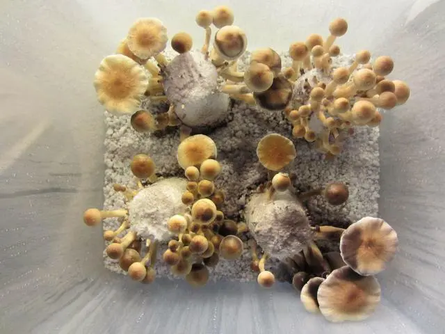 Alt view image 5 of 6 - 12 Jars Mushroom Growing Kit Ultimate Fast Automated Cultivation Equipment