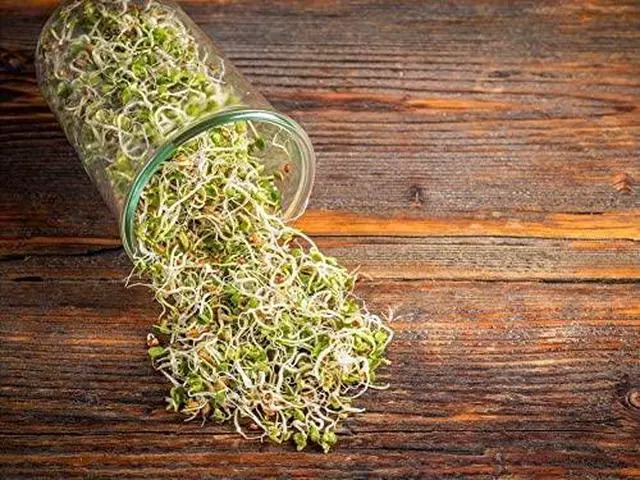 Alt view image 5 of 6 - Radish Seeds for Sprouting, 15 Pounds Edible Seeds, Pure, Vegan, Kosher, Bulk. Rich in Vitamin C. High Germitation Rate. Grow Sprouts, and Microgreens for Salad, Sandwiches, Rolls