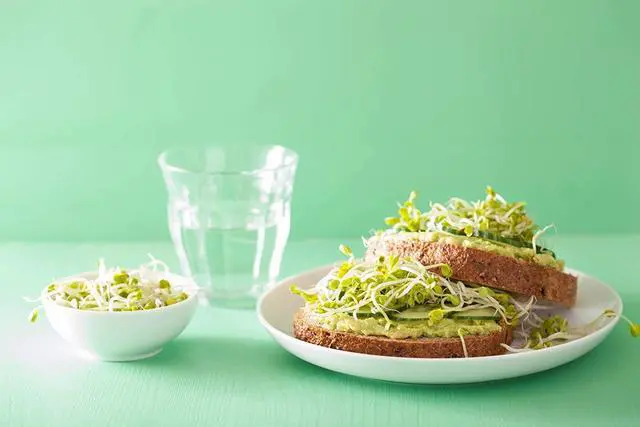 Alt view image 6 of 6 - Radish Seeds for Sprouting, 15 Pounds Edible Seeds, Pure, Vegan, Kosher, Bulk. Rich in Vitamin C. High Germitation Rate. Grow Sprouts, and Microgreens for Salad, Sandwiches, Rolls