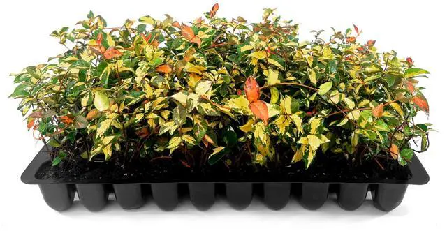Main image of Jasmine Summer Sunset - 60 Live Plants - Trachelospermum Asiaticum - Colorful Groundcover Vine
