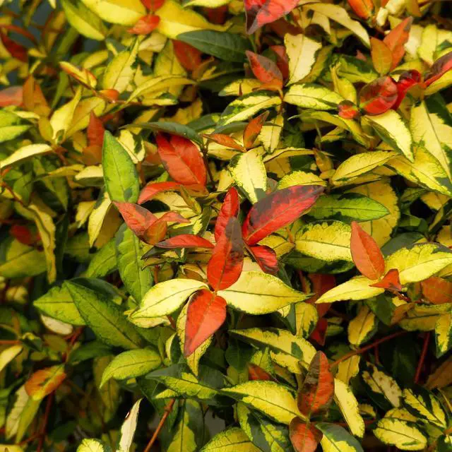 Alt view image 2 of 6 - Jasmine Summer Sunset - 60 Live Plants - Trachelospermum Asiaticum - Colorful Groundcover Vine