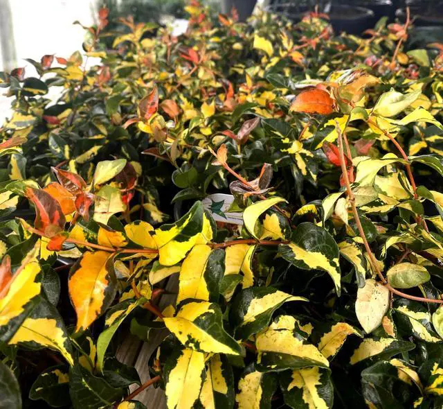 Alt view image 3 of 6 - Jasmine Summer Sunset - 60 Live Plants - Trachelospermum Asiaticum - Colorful Groundcover Vine