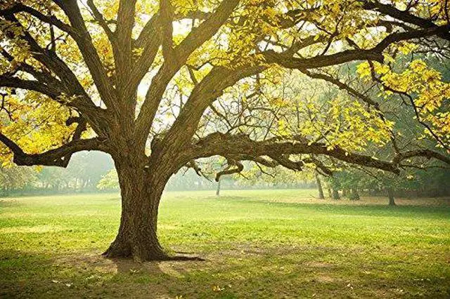 Alt view image 4 of 6 - The Living Urn Bio Urn Including a Premium Young Tree of Choice. Grow a Living Tree Memorial from Cremation Ashes 7.5 x 7.5 x 13.9 inches