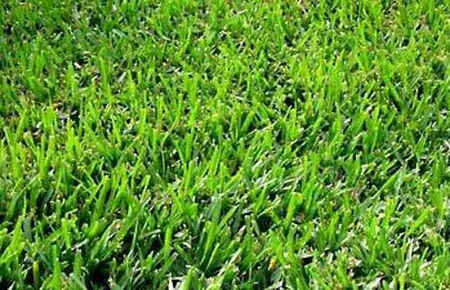Main image of Seeded Bermuda Grass Seed- 25# Bulk Warm Season by