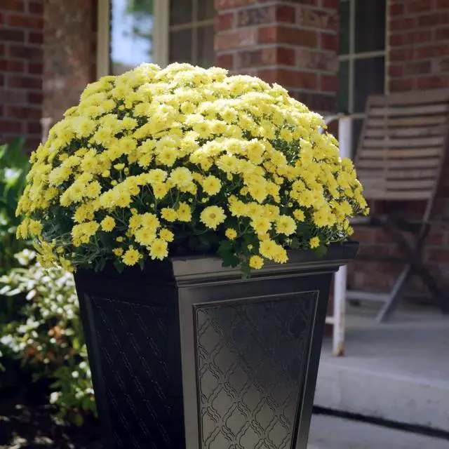 Alt view image 2 of 6 - Casablanca Self-Watering Planter (2-Pack) Set of 2 Large Planters for Porch, Patio, Outdoor/Indoor (MOD-CP3000-BLK-2) Black (24-inch Tall)