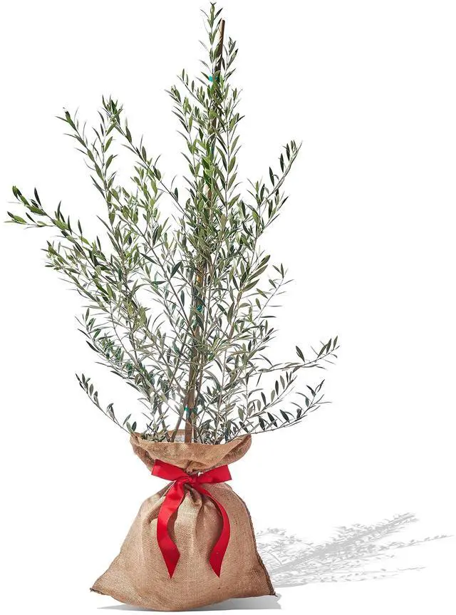 Main image of Live Frantoio Olive Container Plant Tree 2-3 Feet Tall for Indoor or Outdoor Gift