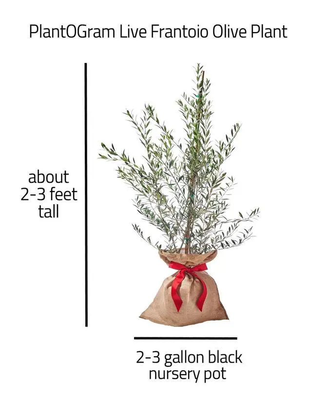Alt view image 2 of 6 - Live Frantoio Olive Container Plant Tree 2-3 Feet Tall for Indoor or Outdoor Gift