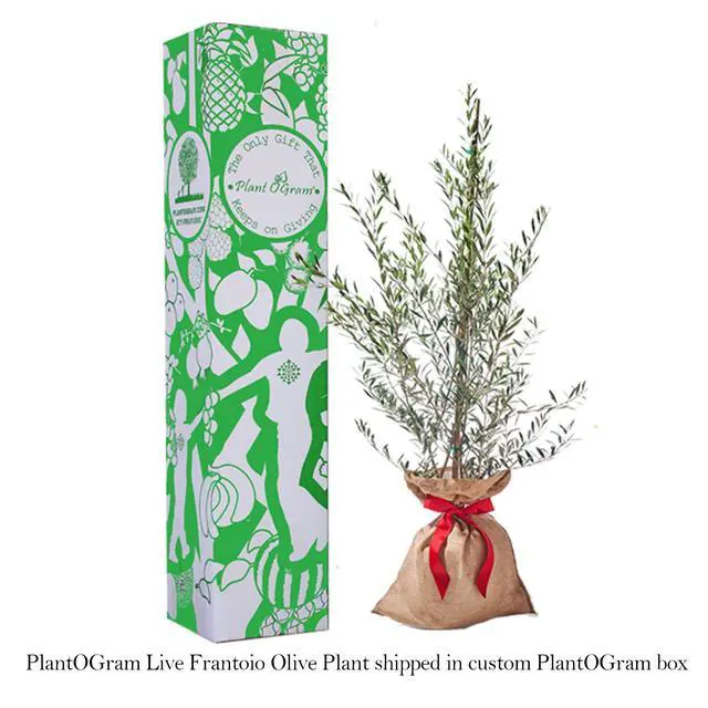 Alt view image 3 of 6 - Live Frantoio Olive Container Plant Tree 2-3 Feet Tall for Indoor or Outdoor Gift