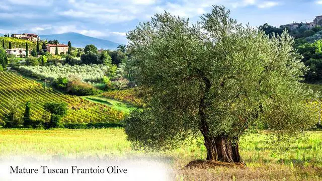 Alt view image 4 of 6 - Live Frantoio Olive Container Plant Tree 2-3 Feet Tall for Indoor or Outdoor Gift