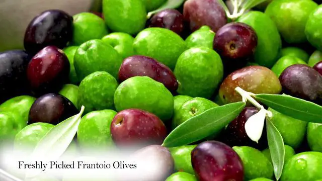 Alt view image 5 of 6 - Live Frantoio Olive Container Plant Tree 2-3 Feet Tall for Indoor or Outdoor Gift