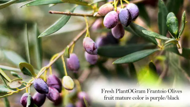 Alt view image 6 of 6 - Live Frantoio Olive Container Plant Tree 2-3 Feet Tall for Indoor or Outdoor Gift