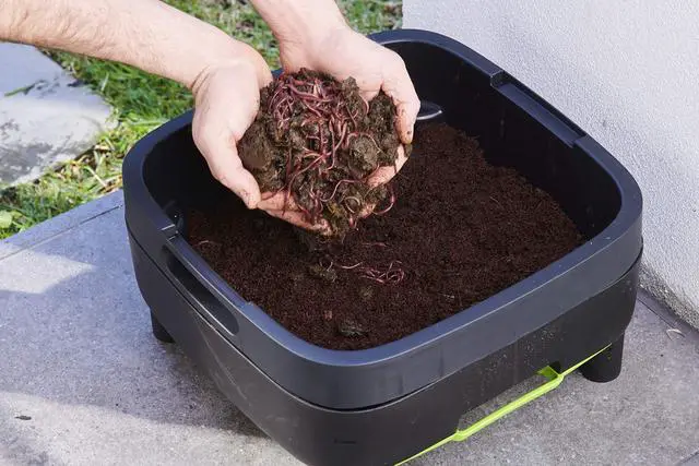 Alt view image 3 of 6 - Worm Farm
