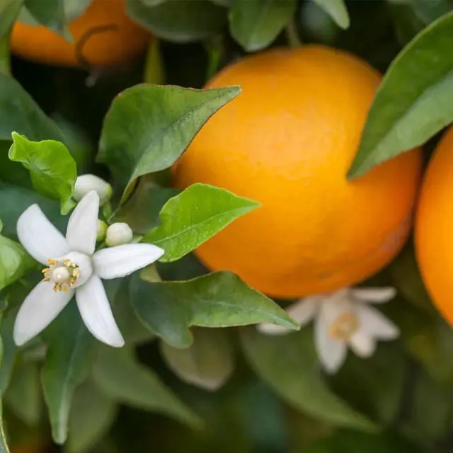Alt view image 3 of 6 - Calamondin Orange Tree, 2-3 ft. - No Shipping to AK, AL, AZ, CA, FL, GA, HI, LA, MS, OR, TX