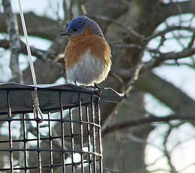 Alt view image 2 of 5 - Starling-Proof Barrier Guard Bluebird Feeder with Glass Mealworm Cup - Premium Blue Powdercoat Finish - Made in USA (BBF1)