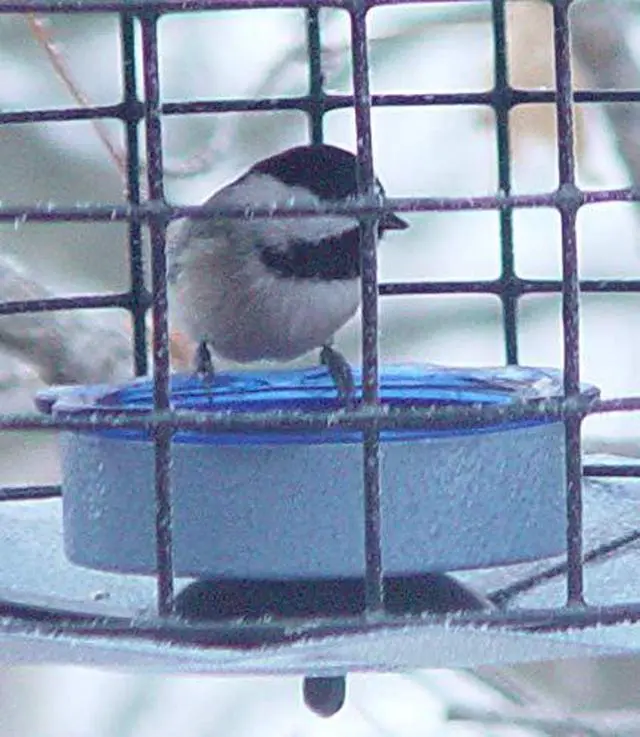 Alt view image 5 of 5 - Starling-Proof Barrier Guard Bluebird Feeder with Glass Mealworm Cup - Premium Blue Powdercoat Finish - Made in USA (BBF1)
