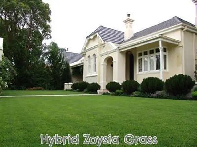 Alt view image 2 of 2 - Pure Zoysia Grass Seeds - 1 Lb