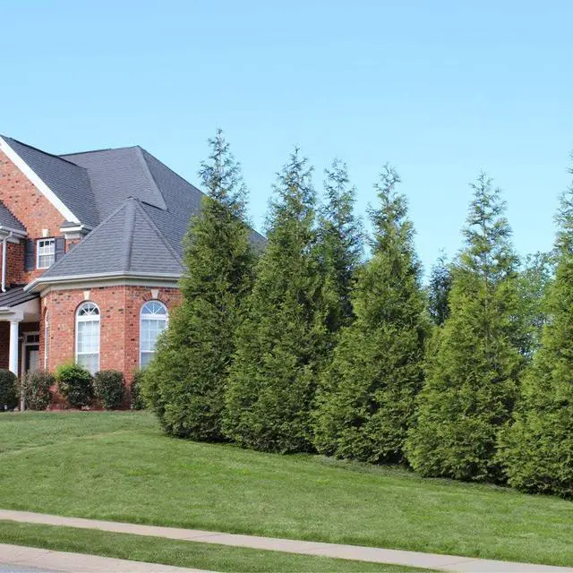 Alt view image 2 of 6 - Thuja Green Giant Arborvitae, 3-4 ft. - No Shipping to AK, AZ, HI, OR