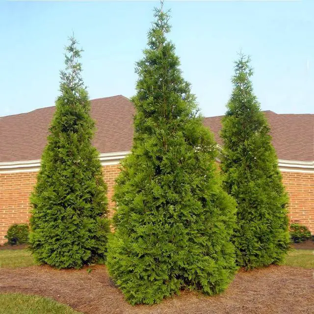 Alt view image 3 of 6 - Thuja Green Giant Arborvitae, 3-4 ft. - No Shipping to AK, AZ, HI, OR
