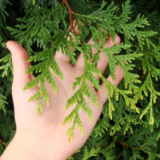 Alt view image 4 of 6 - Thuja Green Giant Arborvitae, 3-4 ft. - No Shipping to AK, AZ, HI, OR