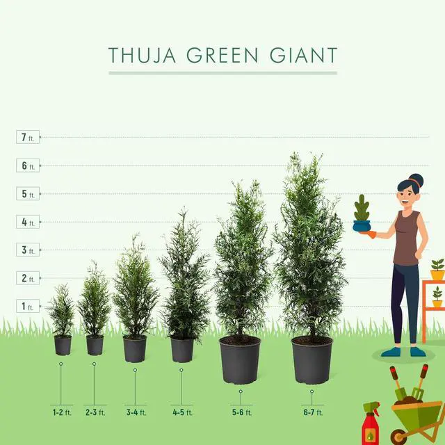 Alt view image 5 of 6 - Thuja Green Giant Arborvitae, 3-4 ft. - No Shipping to AK, AZ, HI, OR
