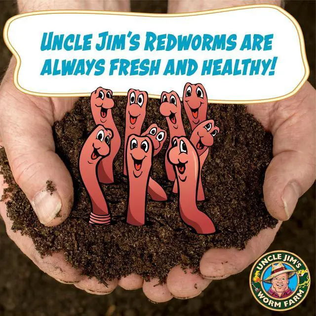 Alt view image 4 of 6 - 500 Count Red Wiggler Composting Worms Mix for Garden Soil or Fishing | Starter Pack of Compost Worms Improves Soil Structure and Quality for Healthier Gardens