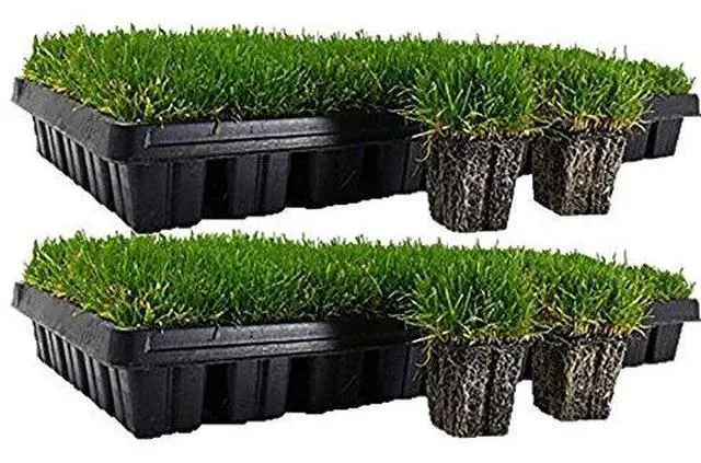 Main image of Zoysia Plugs - 100 Large Plugs, Drought Tolerant, Low Maintenance