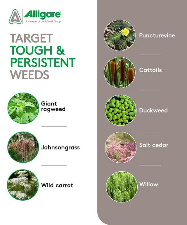 Alt view image 3 of 6 - Ecomazapyr 2 SL Herbicide - Broad-Spectrum Brush & Weed Killer for Aquatic/Terrestrial Areas - Grass and Weed killer for Trees, Brush, Emergent Aquatic Vegetation - 27.8% Imazapyr, 2.5 Gallon