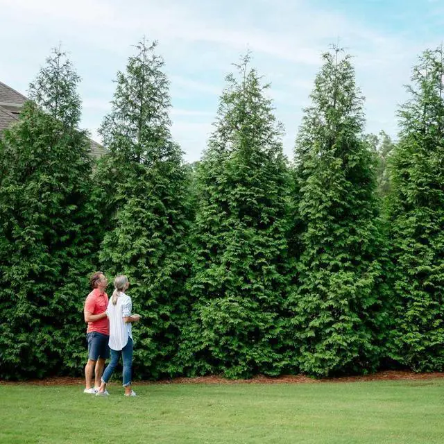 Main image of Thuja Green Giant Arborvitae, 4-5 ft. - No Shipping to AK, AZ, HI, OR