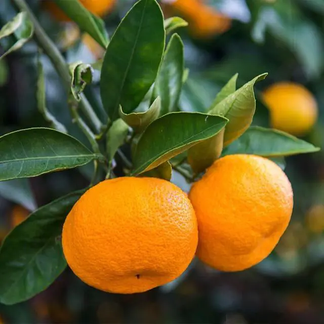 Main image of Calamondin Orange Tree, 4-5 ft. - No Shipping to AK, AL, AZ, CA, FL, GA, HI, LA, MS, OR, TX