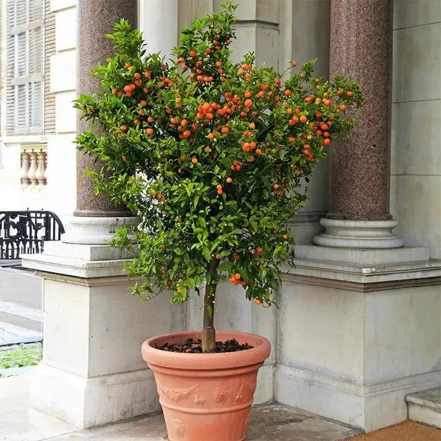 Alt view image 2 of 6 - Calamondin Orange Tree, 4-5 ft. - No Shipping to AK, AL, AZ, CA, FL, GA, HI, LA, MS, OR, TX