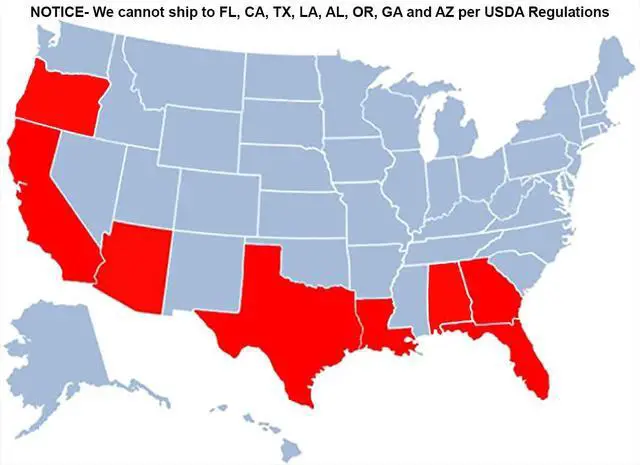 Alt view image 6 of 6 - Calamondin Orange Tree, 4-5 ft. - No Shipping to AK, AL, AZ, CA, FL, GA, HI, LA, MS, OR, TX