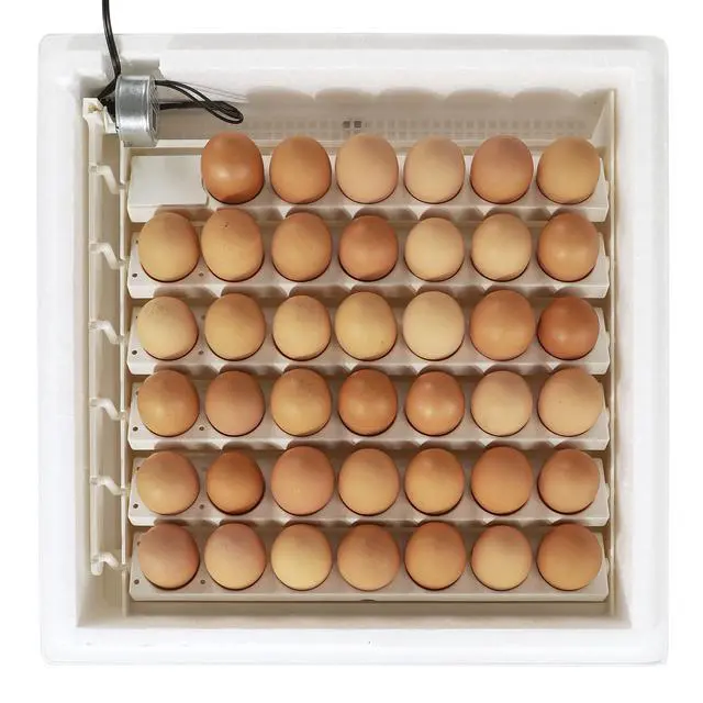 Alt view image 4 of 6 - 4250 Heated Digital Circulated Air Incubator (encubadora para huevos) w/Automatic Egg Turner for Improved Egg Hatching, White (2 Pack)