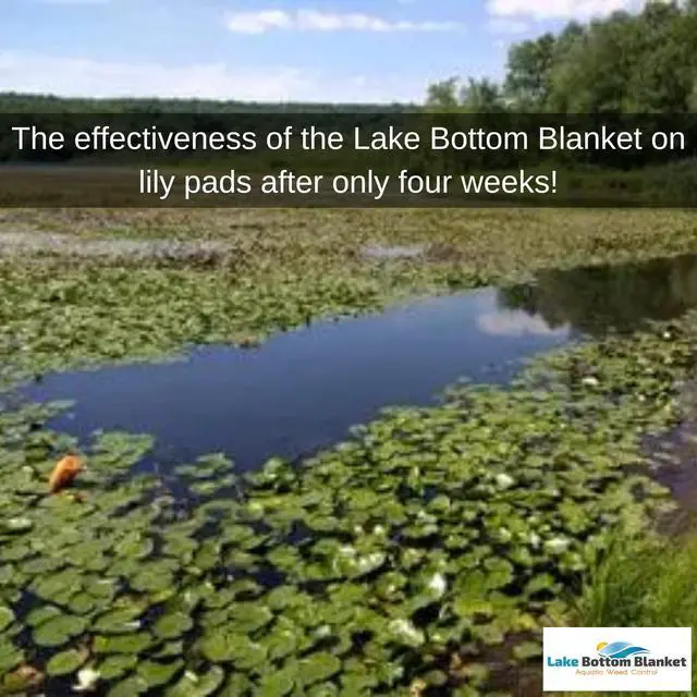 Alt view image 6 of 6 - Aquatic Weed Control | Chemical-Free Vegetation Inhibitor for Lakes & Ponds | Benthic Barrier | Instant Weed Free Swimming (10.75 feet x 30 feet)