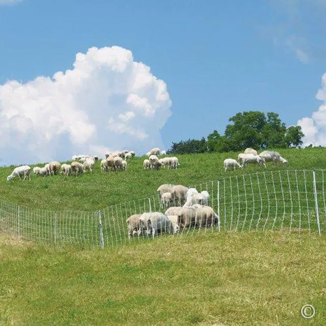 Alt view image 3 of 6 - Premier 1 ElectroNet® 35"H x 164'L Portable Electric Fence with Built-in Single Spike Posts | White/Black Fence for Sheep & Goats