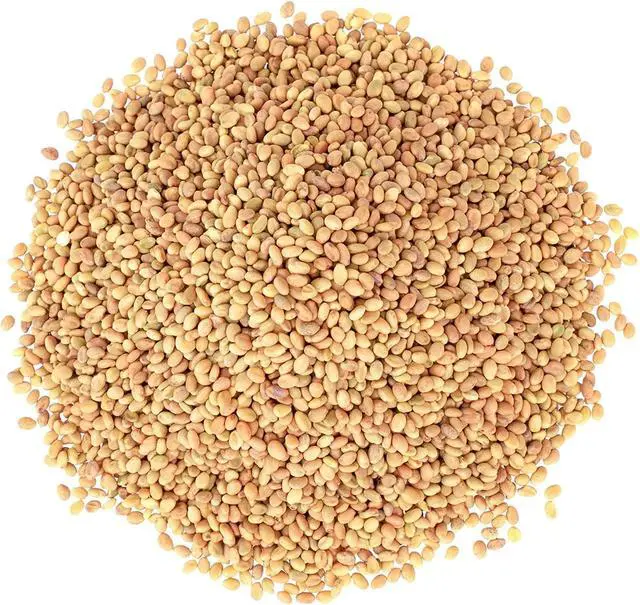 Alt view image 3 of 6 - Clover Seeds for Sprouting, 25 Pounds Pure, Vegan, Kosher, Bulk. Edible Seeds. Rich in Vitamin C. High Germitation Rate. Grow Sprouts, and Microgreens for Salad, Sandwiches, Rolls