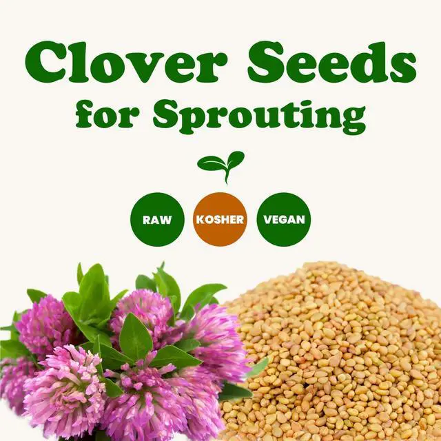 Alt view image 5 of 6 - Clover Seeds for Sprouting, 25 Pounds Pure, Vegan, Kosher, Bulk. Edible Seeds. Rich in Vitamin C. High Germitation Rate. Grow Sprouts, and Microgreens for Salad, Sandwiches, Rolls