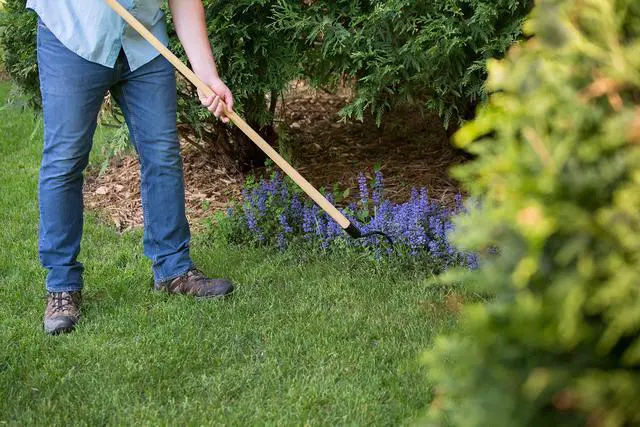 Alt view image 3 of 6 - ® Long Handle Weeder & Cultivator Garden Tool - Forged Steel Blade - Natural 48-Inch Hardwood Handle - Ergonomically Designed for Digging, Edging & Planting - Perfect for Big Gardening Jobs