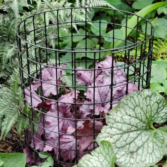 Alt view image 2 of 5 - Bunny Barricades 10pk - Sturdy & Easy to Assemble - Protect Your Plants, Vegetables and Shrubs from Pests - Made in The USA
