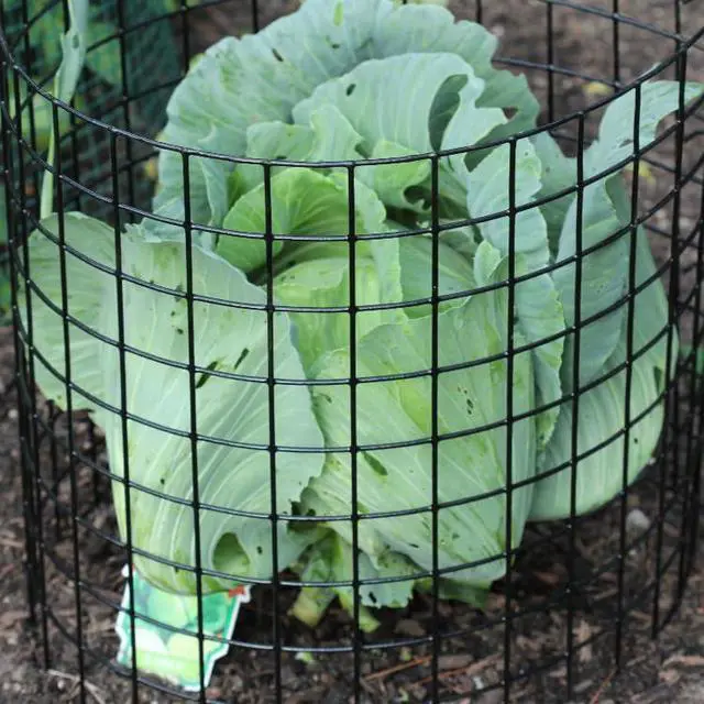 Alt view image 3 of 5 - Bunny Barricades 10pk - Sturdy & Easy to Assemble - Protect Your Plants, Vegetables and Shrubs from Pests - Made in The USA