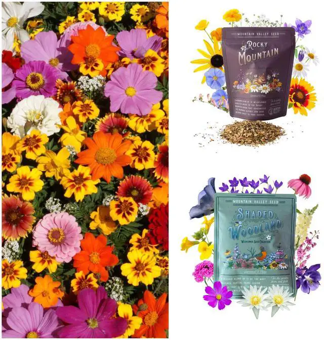 Alt view image 5 of 6 - Mountain Valley Seed Co Wildflower Seeds Collection - 500,000+ Bulk Seeds | 6 Wildflower Mixes Including Hummingbird, Butterfly, Monarch, Bee, Shaded Woodland, Rocky Mountain, and Dryland Pollinators