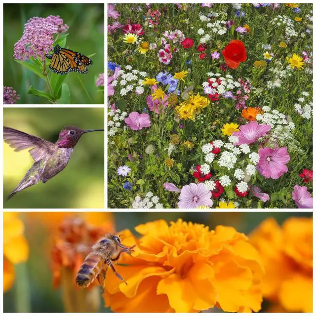 Alt view image 6 of 6 - Mountain Valley Seed Co Wildflower Seeds Collection - 500,000+ Bulk Seeds | 6 Wildflower Mixes Including Hummingbird, Butterfly, Monarch, Bee, Shaded Woodland, Rocky Mountain, and Dryland Pollinators